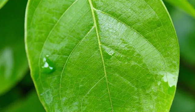 小程序开发维护中系统稳定性保障的关键环节